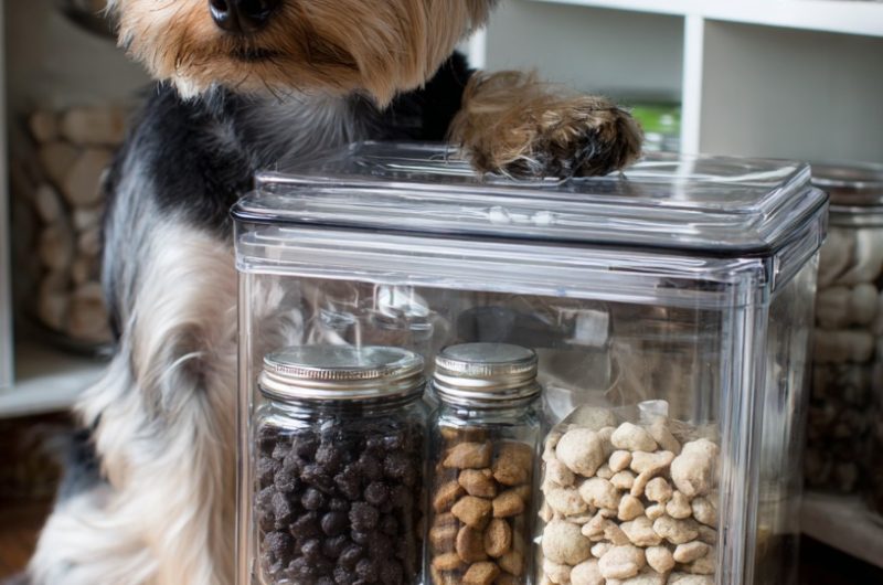 Dog Food Storage Tips to Keep Your Pet's Meals Fresh and Safe